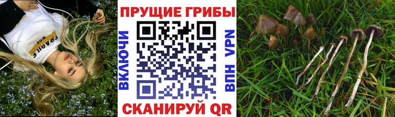 Псилоцибиновые грибы мухоморы  Каменногорск 